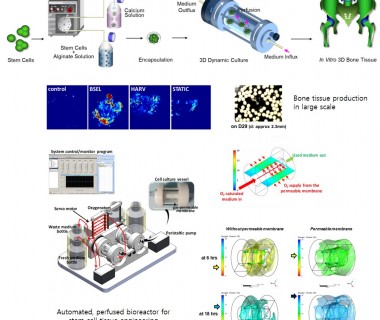 Stem Cell Tissue Engineering and Bioprocessing